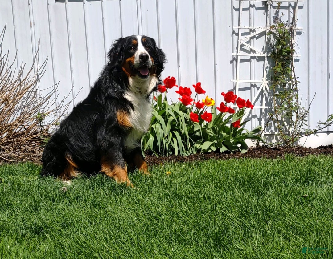 Mini Bernedoodle dogs for sale: Archer - Image 9