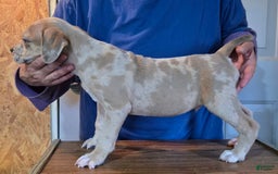 Staffordshire Bull Terrier dogs for sale: Hawks Ironman - Image 2
