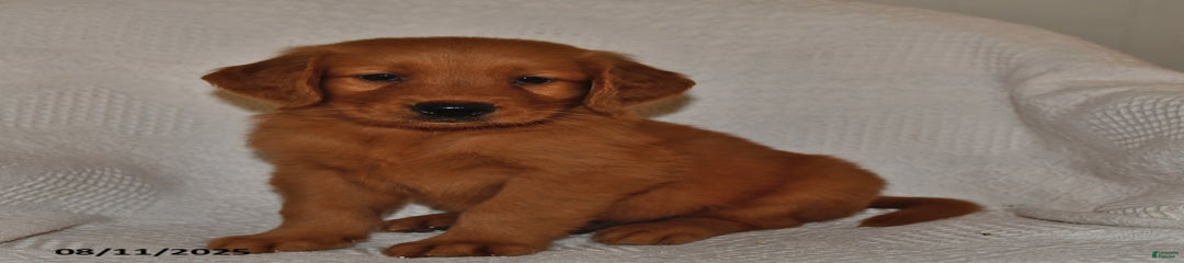 Cooper
