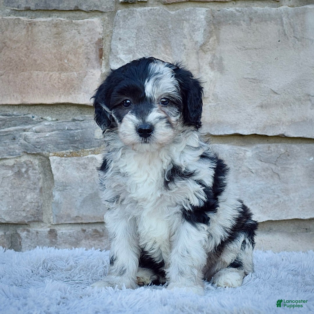Mini Goldendoodle dogs for sale: Mr. Marley - Image 3