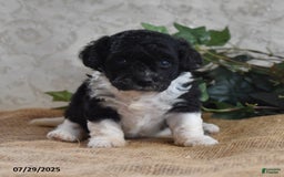 Cavapoo dogs for sale: Alisha - Image 4