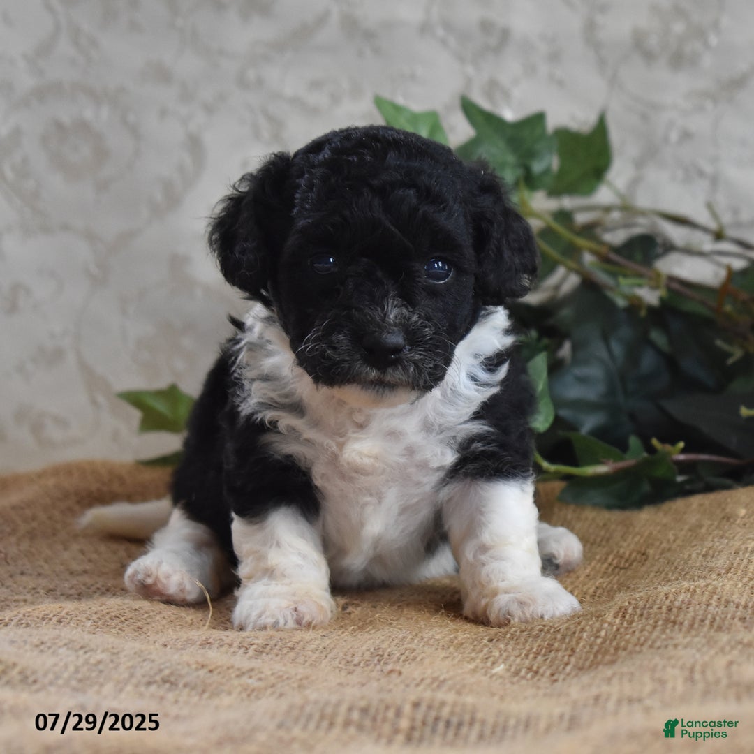 Cavapoo dogs for sale: Alisha - Image 4