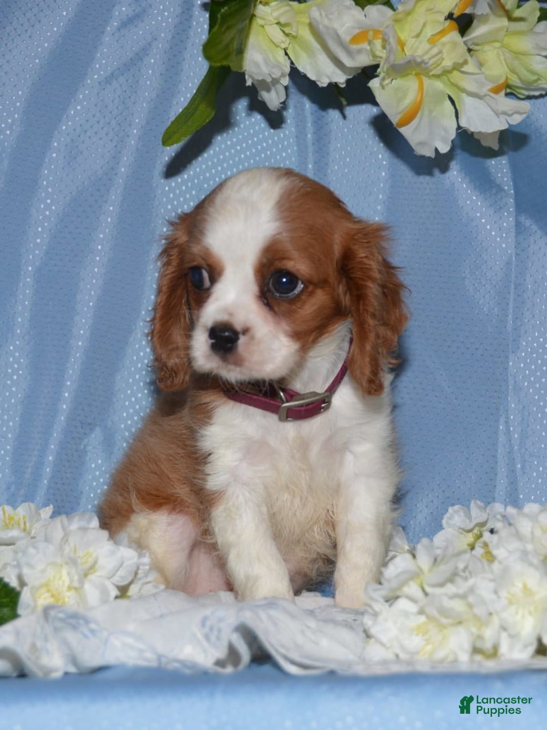 Cavalier King Charles Spaniel dogs for sale: Destiny - Image 8