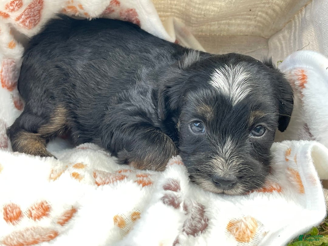 Yorkiepoo dogs for sale: Scout - Image 1