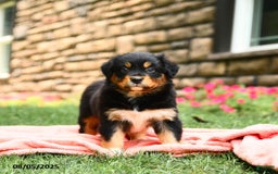 Australian Shepherd dogs for sale: Australian Shepherd 10 puppies - Image 5