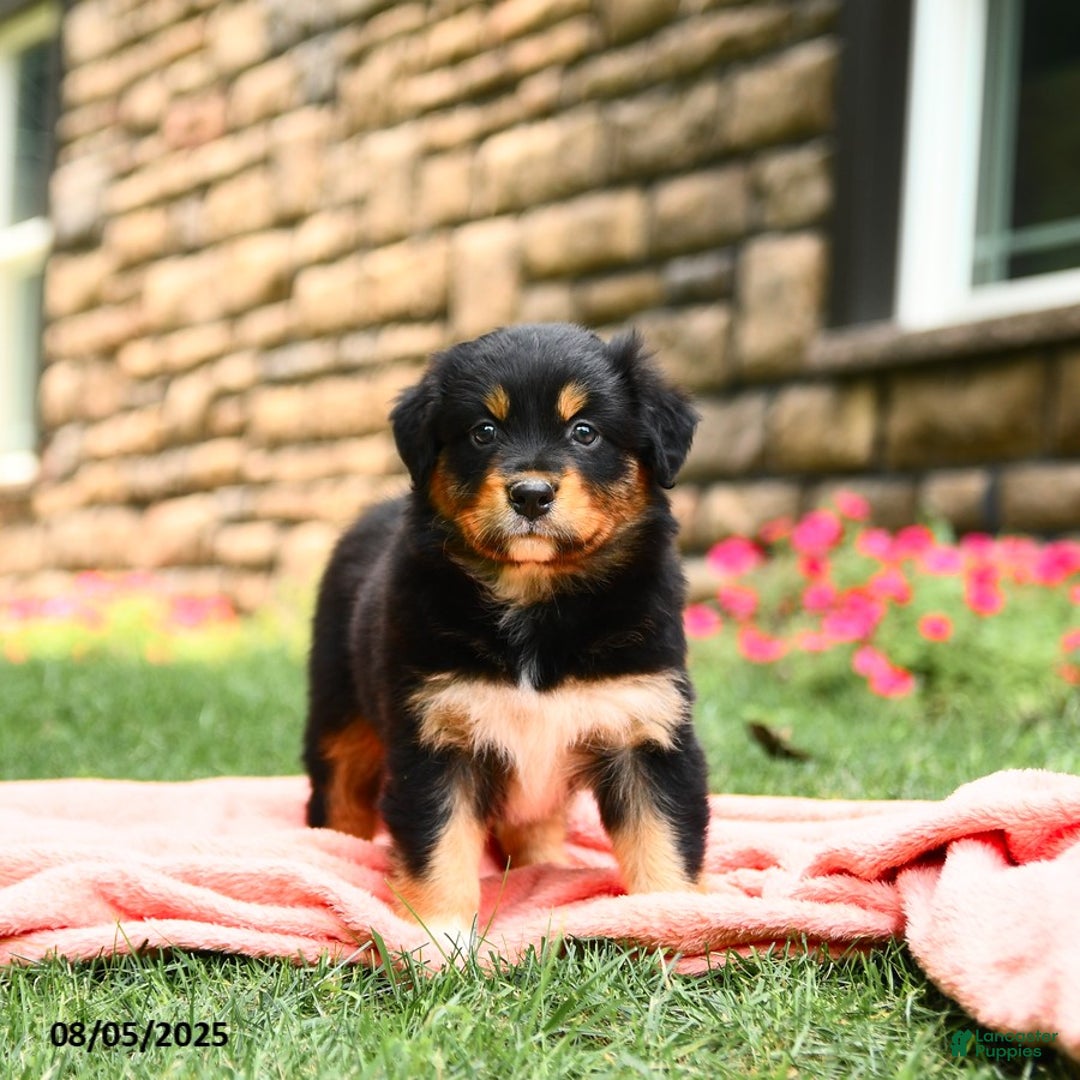 Australian Shepherd dogs for sale: Australian Shepherd 10 puppies - Image 5