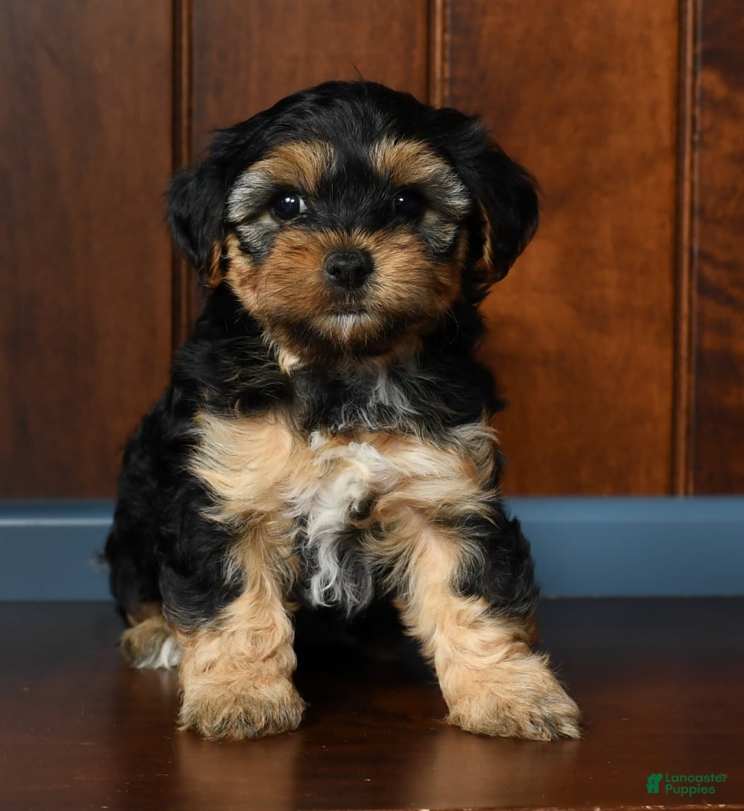 Yorkiepoo dogs for sale: Brittany - Image 5