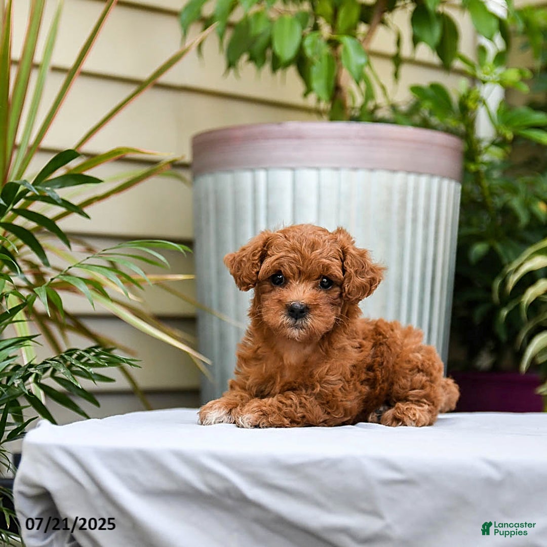 Toy Poodle dogs for sale: Lady - Image 5