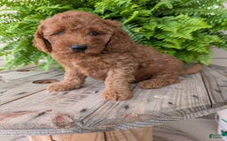 Mini Goldendoodle dogs for sale: Mini -kobe - Image 43