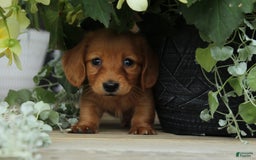 Miniature Dachshund dogs for sale: Miniature Dachshund 4 puppies - Image 9