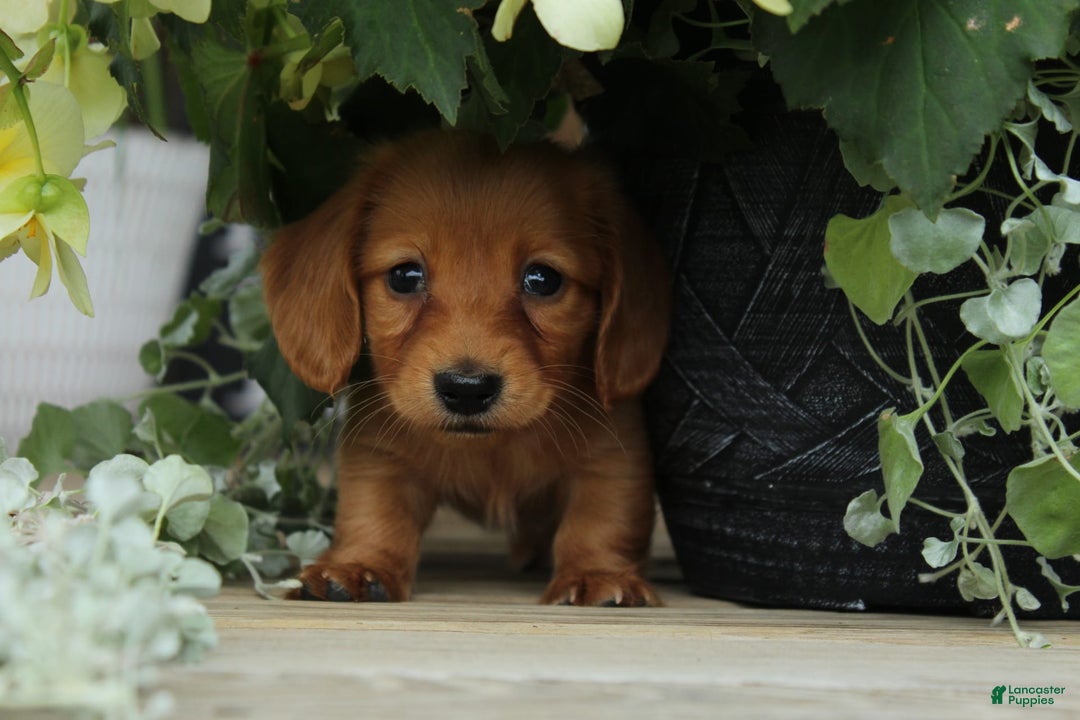 Miniature Dachshund dogs for sale: Miniature Dachshund 4 puppies - Image 9
