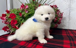 Samoyed dogs for sale: Fletcher - Image 2
