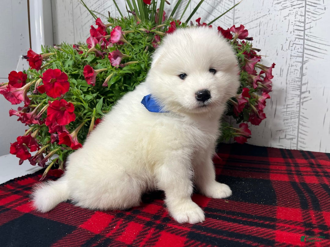 Samoyed dogs for sale: Fletcher - Image 2