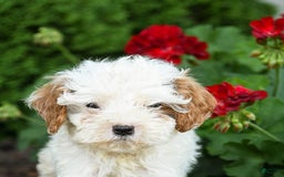 Cavapoo dogs for sale: Smores - Image 1