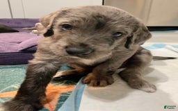 Great Dane dogs for sale: Pirate - Image 5