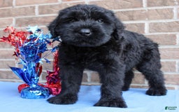 Giant Schnauzer dogs for sale: Wednesday - Image 2