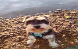 Schnoodle dogs for sale: Smores - Image 6