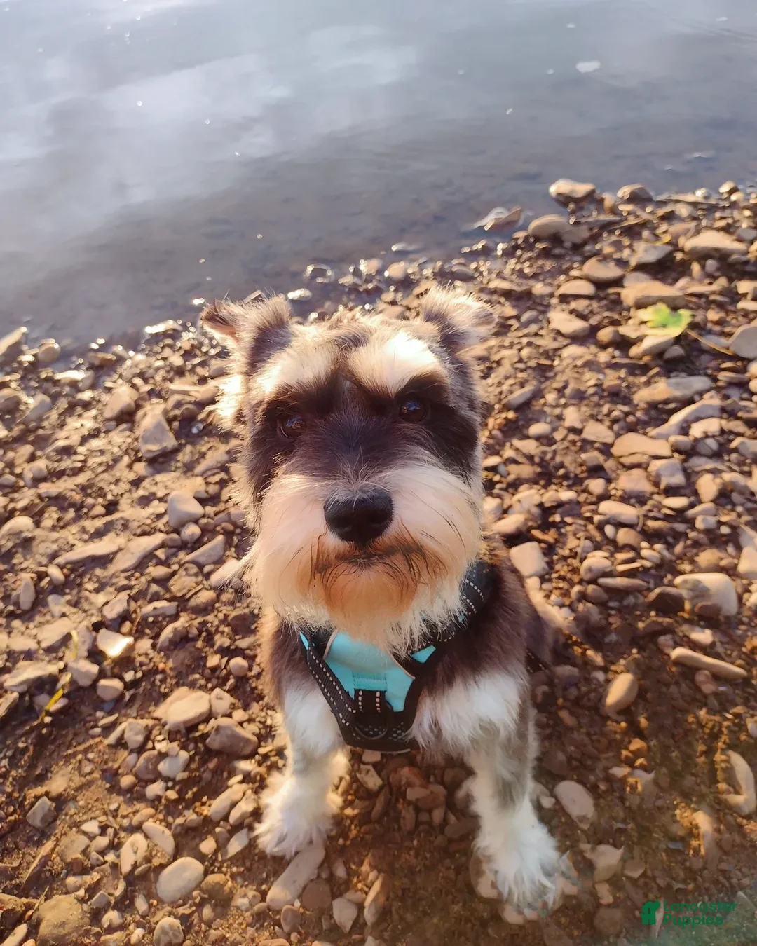 Schnoodle dogs for sale: Smores - Image 6