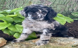 Standard Poodle dogs for sale: Rusty - Image 6
