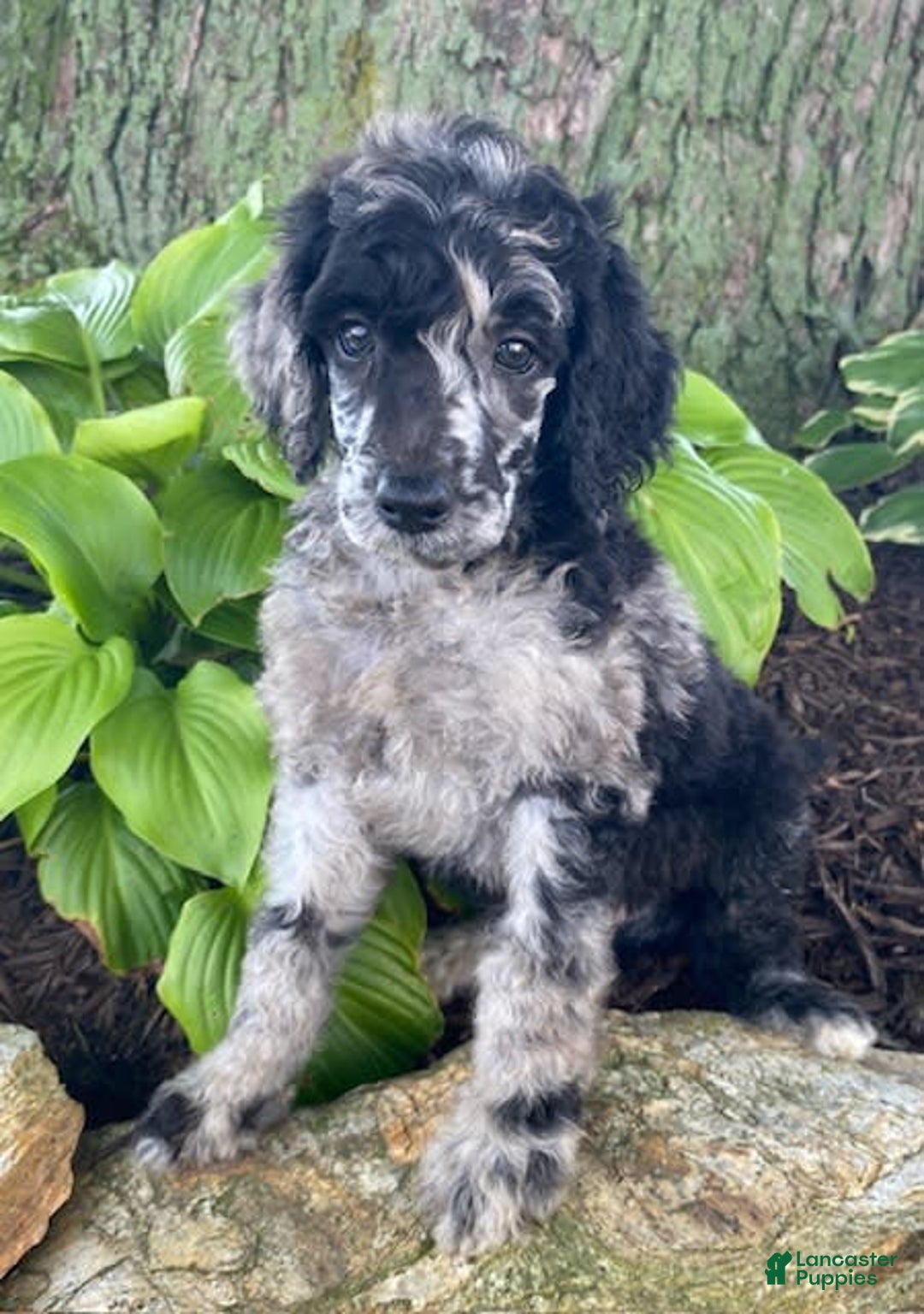 Standard Poodle dogs for sale: Rusty - Image 6