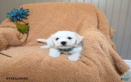 Bichon Frise dogs for sale: Kesha - Image 2