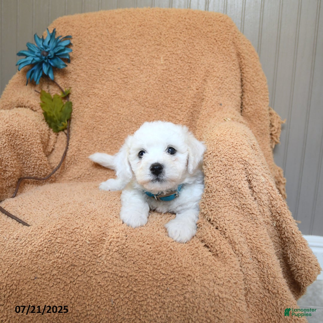 Bichon Frise dogs for sale: Kesha - Image 2