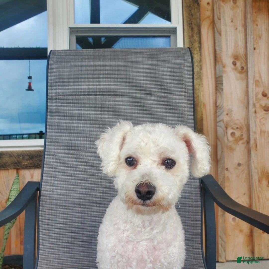 Bichon Frise dogs for sale: Buddy - Image 1