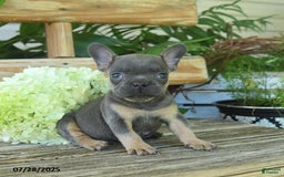 French Bulldog dogs for sale: Tess - Image 3