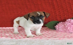 Jack Russell Terrier dogs for sale: Raine - Image 4