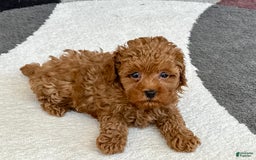 Maltipoo dogs for sale: Shanna - Image 9