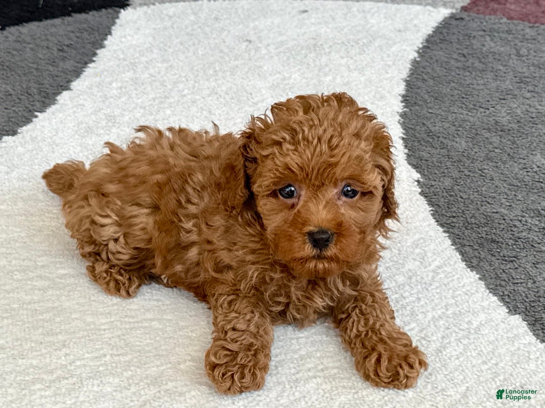 Maltipoo dogs for sale: Shanna - Image 9