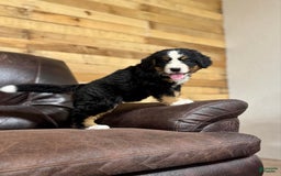 Bernese Mountain Dog dogs for sale: Ch European - Bernese Female - Image 4
