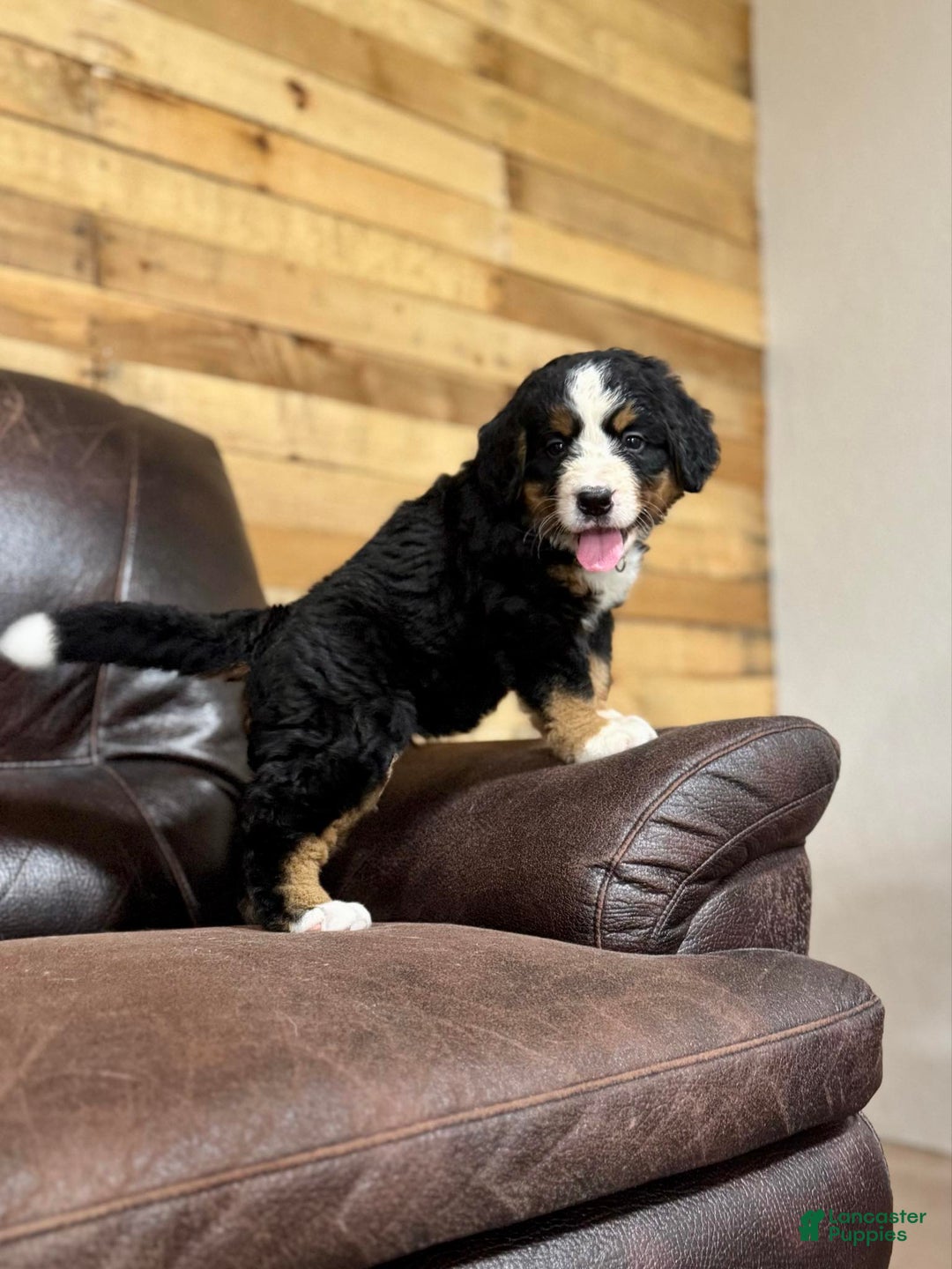 Bernese Mountain Dog dogs for sale: Ch European - Bernese Female - Image 4