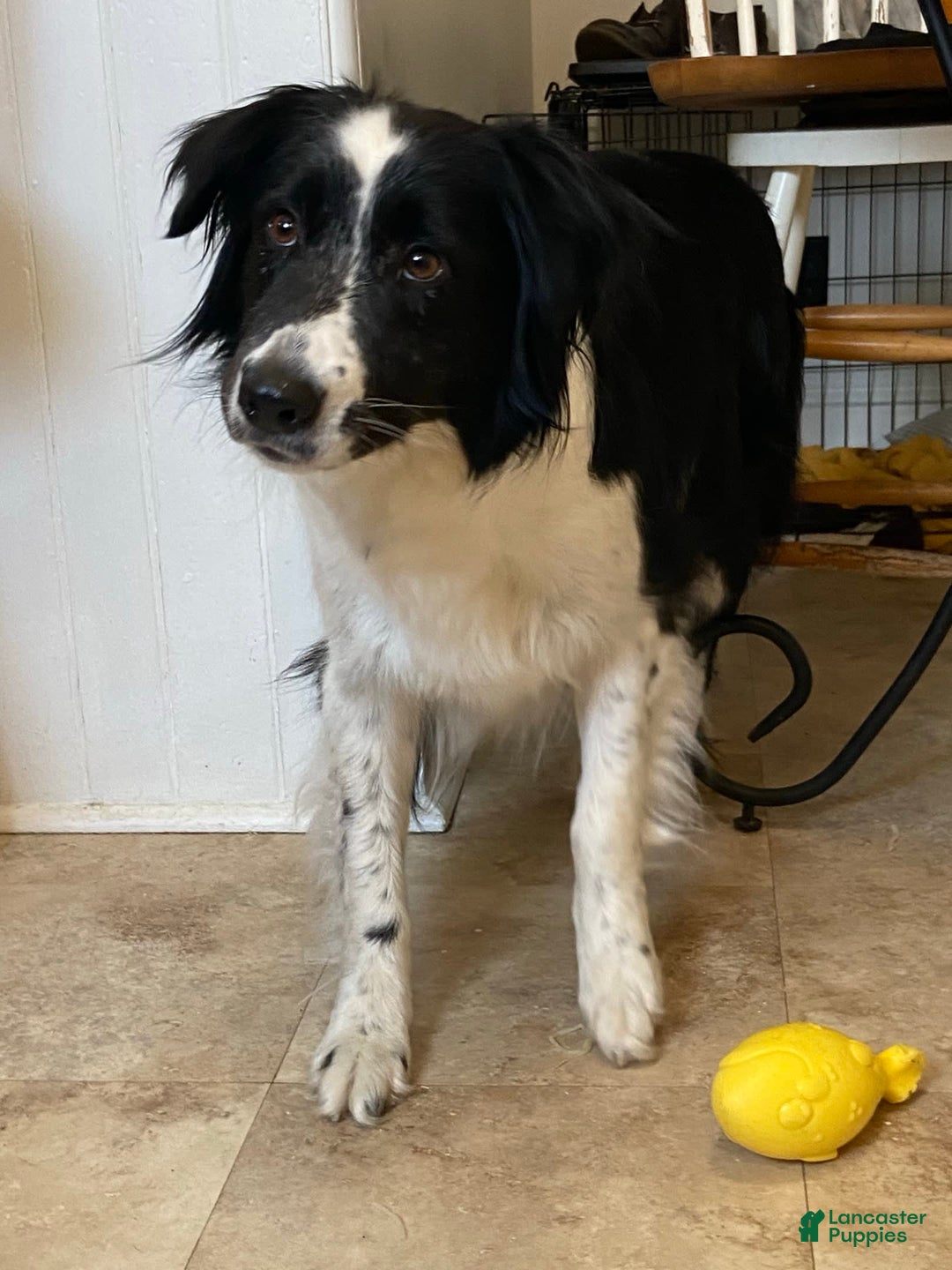 Border Collie dogs for sale: Dasiy - Image 11