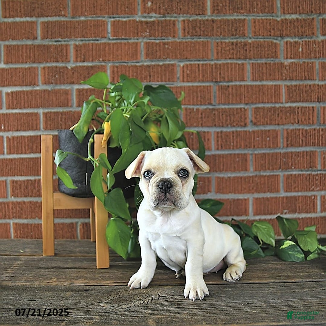 French Bulldog dogs for sale: Lilac - Image 3