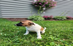 Rat Terrier dogs for sale: Bella - Image 3