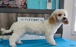 Miniature Poodle dogs for sale: Patty - Image 2