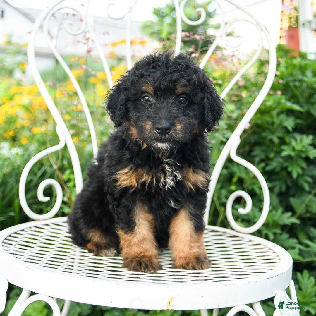Mini Aussiedoodle dogs for sale: Maple - Image 3