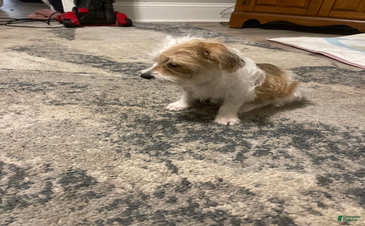 Shorkie dogs for sale - Ad 1