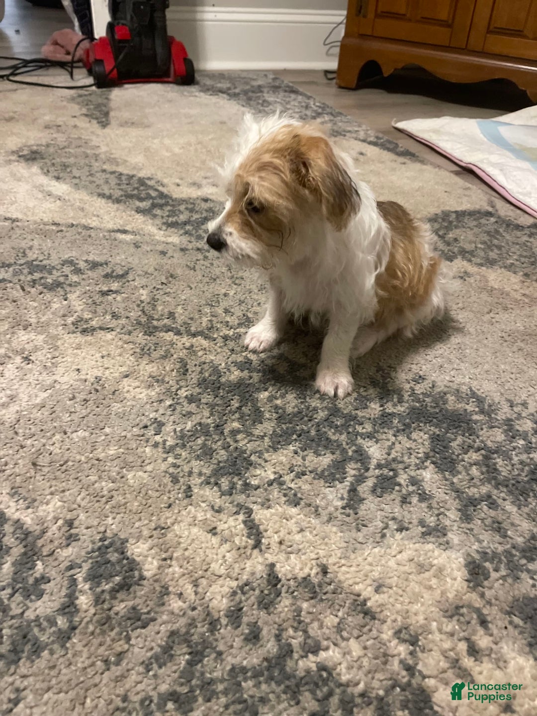 Shorkie dogs for sale: Nadia - Image 1