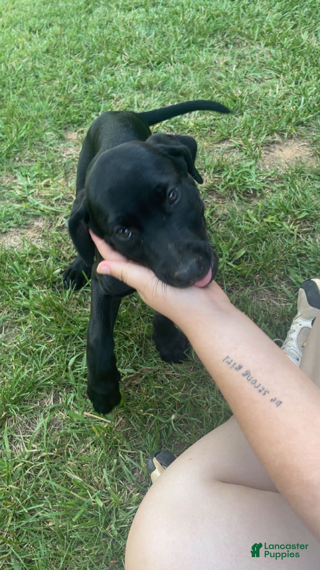 Cane Corso dogs for sale: Luna - Image 2