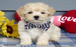 Maltipoo dogs for sale: Marly - Image 9