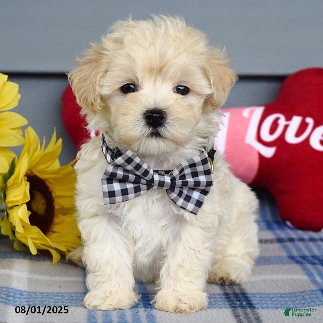 Maltipoo dogs for sale: Marly - Image 9