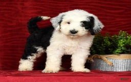 Sheepadoodle dogs for sale: Sammy - Image 8