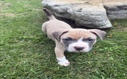 American Pit Bull Terrier dogs for sale: Peanut - Image 30