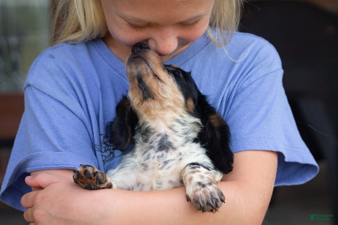 Miniature Dachshund dogs for sale: Maverick - Image 9