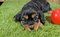 Cavalier King Charles Spaniel dogs for sale: Brin Girl 3 - Image 7