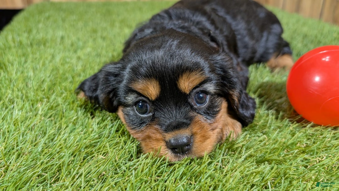 Cavalier King Charles Spaniel dogs for sale: Brin Girl 3 - Image 7