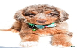 Mini Aussiedoodle dogs for sale: Ernest - Image 2