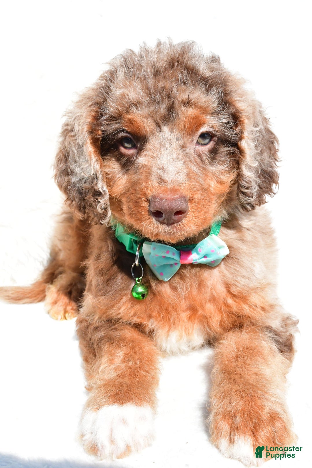 Mini Aussiedoodle dogs for sale: Ernest - Image 2